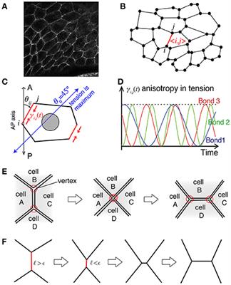 Wave Propagation of Junctional Remodeling in Collective Cell Movement of Epithelial Tissue: Numerical Simulation Study